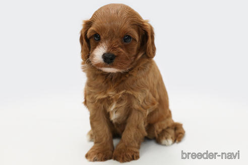 成約済の神奈川県のミックス犬-209930の1枚目